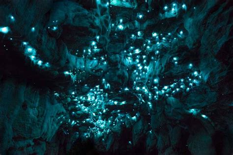 Best Places to Spot Glow Worms in New Zealand