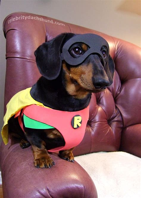 My 10 Best Dog Costumes | Best dog costumes, Dachshund halloween ...