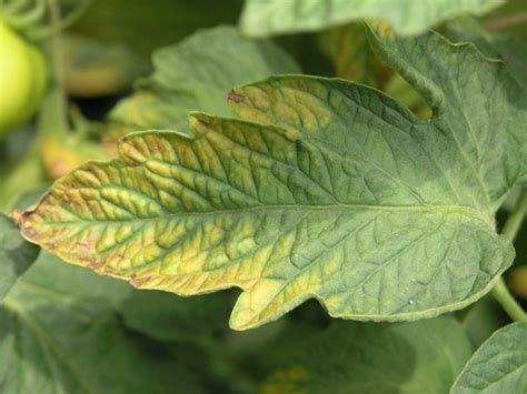 10 Common Tomato Plant Diseases (and How to Heal Them) - Garden and Happy