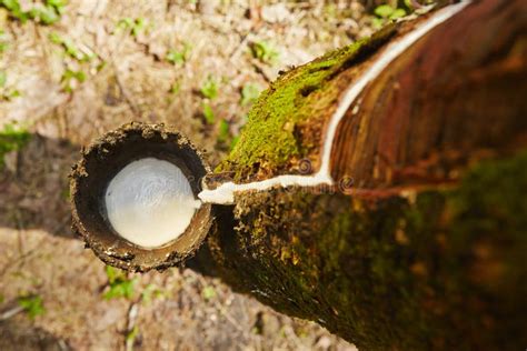 Rubber tree stock photo. Image of milk, industry, flora - 36140352