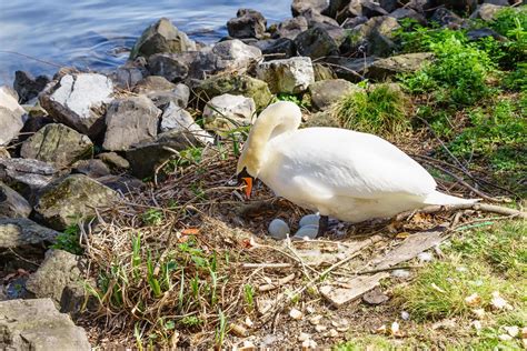 Swan sitting on her nest 1995885 Stock Photo at Vecteezy