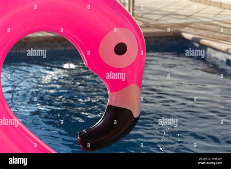 PINK FLAMINGO IN A SWIMMING POOL Stock Photo - Alamy