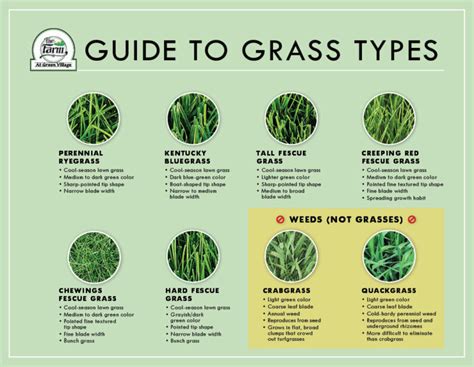 The Mysterious Palette: Unraveling the Colors of Baseball Field Grass ...