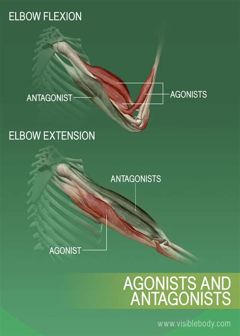 Musculos Antagonistas E Agonistas