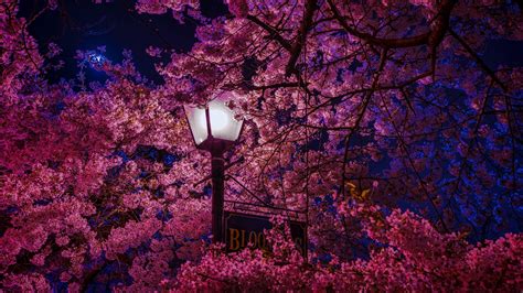 Sakura Tree Wallpapers - Top Free Sakura Tree Backgrounds - WallpaperAccess