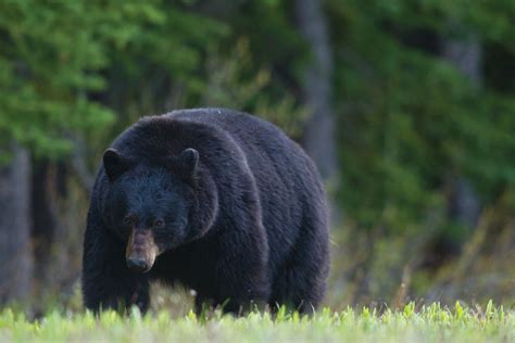 Worth the Wait: Southeast Alaska Bear Hunting - Bowhunter