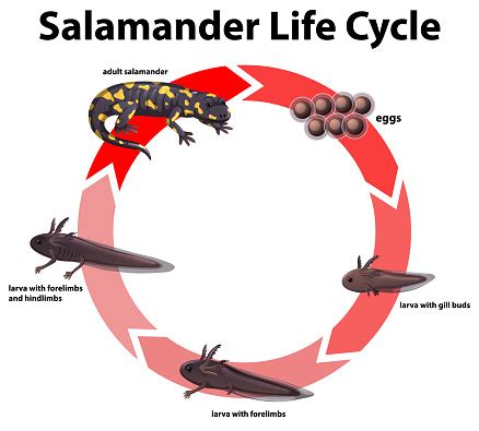 Diagram Showing Life Cycle Of Salamander Stock Illustration - Download Image Now - Salamander ...