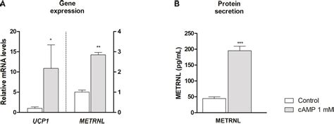 Frontiers | Meteorin-like levels are associated with active brown adipose tissue in early infancy