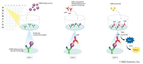 Quantikine® ELISA Kit for Measuring High Molecular Weight Adiponectin:: R&D Systems