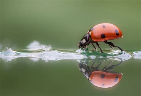 Close Ups In Nature Photo Contest - ViewBug.com