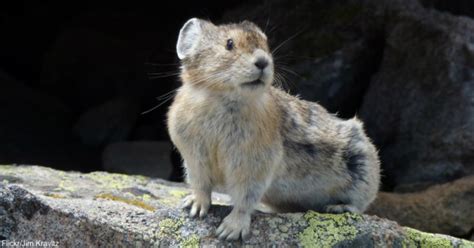 Endangered Ili Pika Photographed for First Time in 20 Years | The Animal Rescue Site Blog