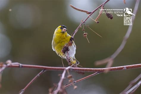 Carduelis spinus on Behance