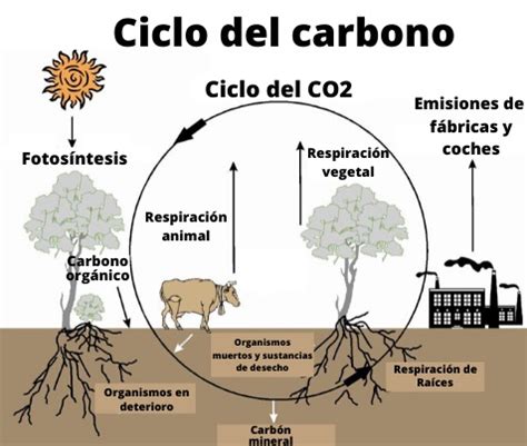 Ciclo del carbono: qué es, etapas y sus características