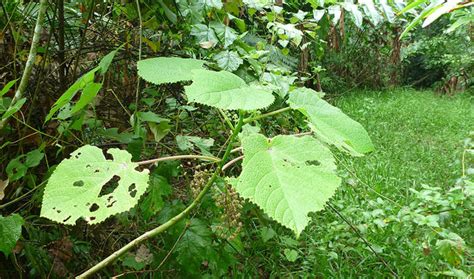 Cette plante australienne appelée Gympie Gympie peut vous donner l ...