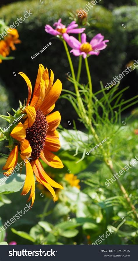 7,438 Sunflower side Images, Stock Photos & Vectors | Shutterstock