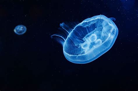 Lion's Mane Jellyfish Facts: Animals of the Oceans - WorldAtlas