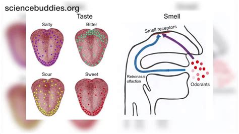 Science Sundays: Sense of Smell Experiment (Full Experiment) - YouTube