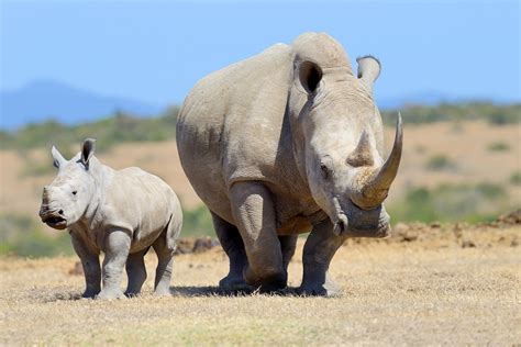 New Rhino Discovery Itinerary on Secluded Botswana Safari