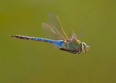 There’s a huge and hidden migration in North America — of dragonflies - The Washington Post