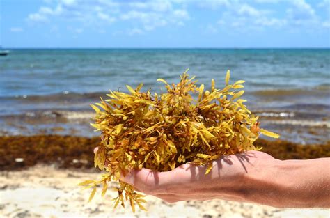 Domi Good: Sargasso Sea And Sargassum