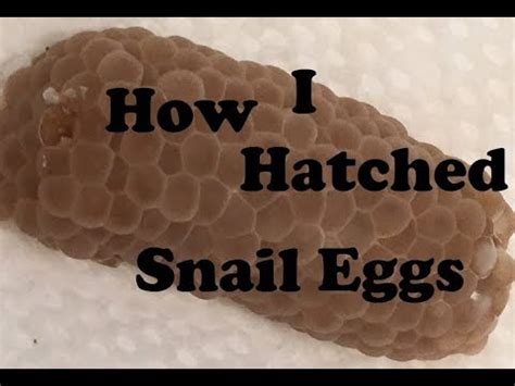 hatching mystery snail eggs - start to finish - YouTube