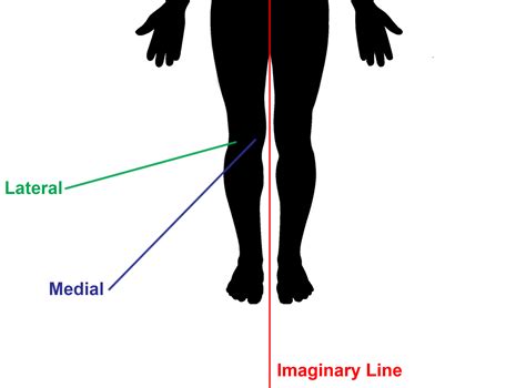 Anatomy of the Knee Joint | Owlcation