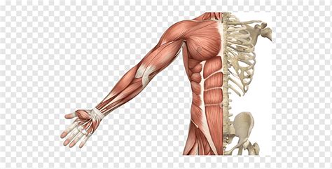 Skeletal muscle Muscular system Human skeleton Human body, Skeleton, hand, human, arm png | PNGWing