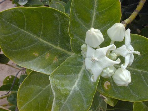 Raj Garden Plants White Aak Plant - Calotropis Gigantea - White Madar ...