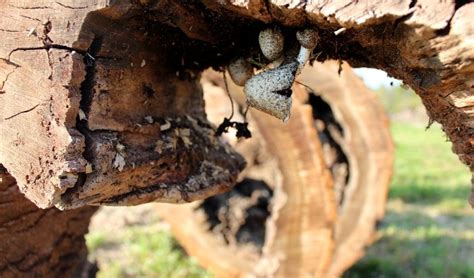 Tree Decay: Signs, Prevention and Treatment - Independent Tree