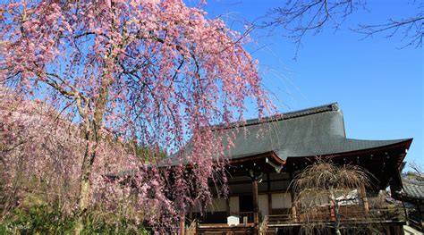 Arashiyama, Tenryuji Temple, and Ninnaji Temple Cherry Blossom Tour in Kyoto - Klook United States