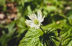 Goldenseal Benefits, Uses, Dosage & Side Effects