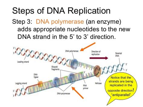 12.2 Replication of DNA