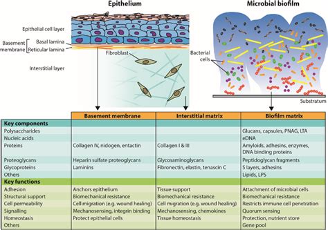 Comparison of the structure and function of host vs biofilm... | Download Scientific Diagram