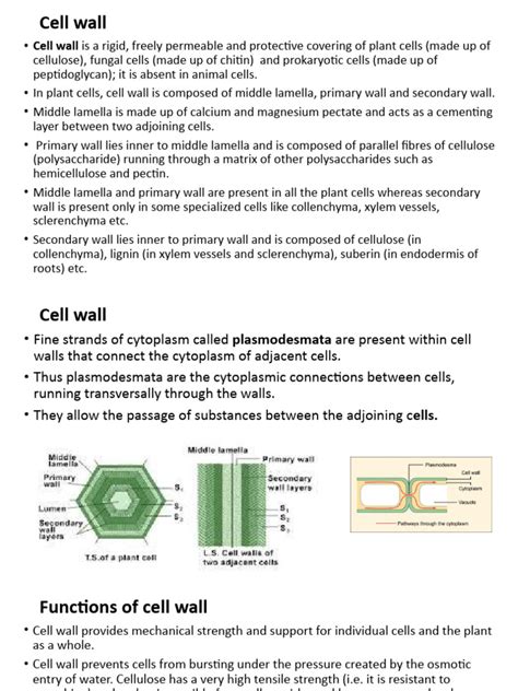 Cell Wall, Cell Membrane | Download Free PDF | Cell Membrane | Cell Wall