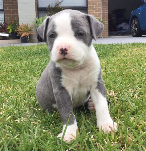 American Staffy PURE (Blue) Puppies For Sale