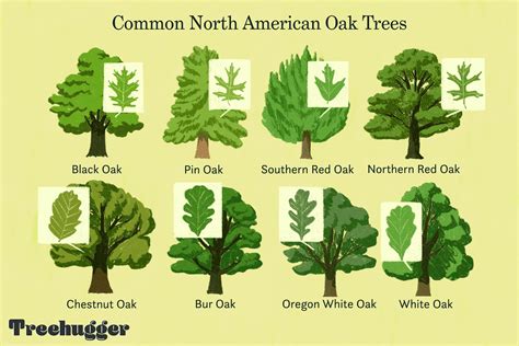 Types Of Oak Tree Leaves