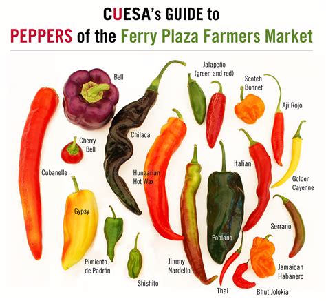 Peppers of the Ferry Plaza Farmers Market http://www.cuesa.org/article/sweet-heat | Stuffed ...