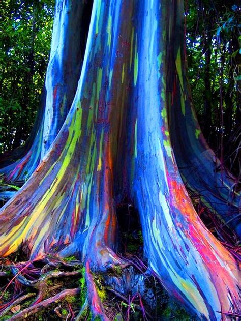 The Rainbow Forest of Eucalyptus in the Philippines | Rainbow eucalyptus tree, Rainbow ...