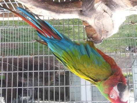 flame macaw hybrid for Sale in Medford, Oregon Classified | HoodBiz.org