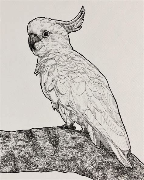 Cockatoo Drawing | Dibujos