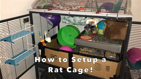 How To Set Up A Rat Cage Flash Sales | cityofclovis.org