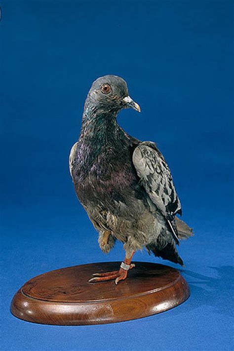 Cher Ami, The Pigeon That Saved 200 Men During World War I