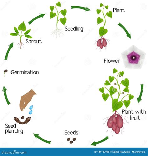 Cycle Of Potato Growing From Seeds, On A White. Vector Illustration | CartoonDealer.com #121594912