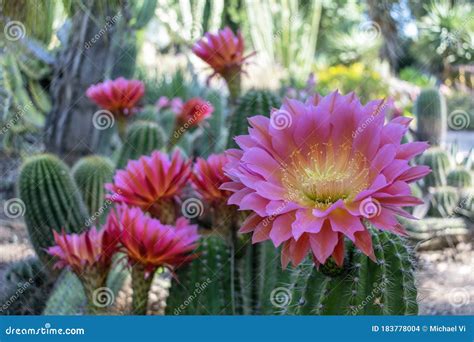 Echinopsis Cactus Flowers Blooming Stock Photo - Image of natural ...