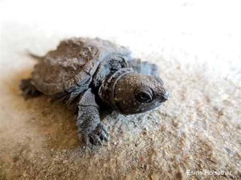 ES: Baby Snapping Turtle