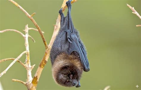 Rodrigues Flying Fox | San Diego Zoo Animals & Plants