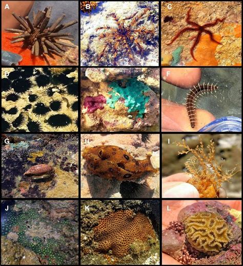 Photos of some organisms that represent the benthic fauna found at ...