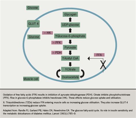 Drugs for diabetes: part 3 thiazolidinediones - The British Journal of Cardiology