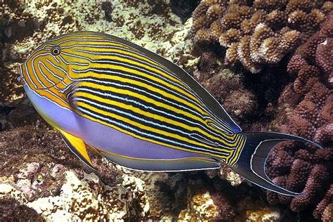 Surgeonfish: Characteristics, Behavior, Mating | Sea Life, Islands and ...