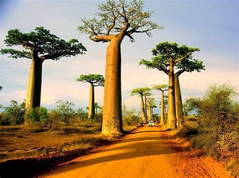 How to Grow a Baobab Tree | Everything about Baobab